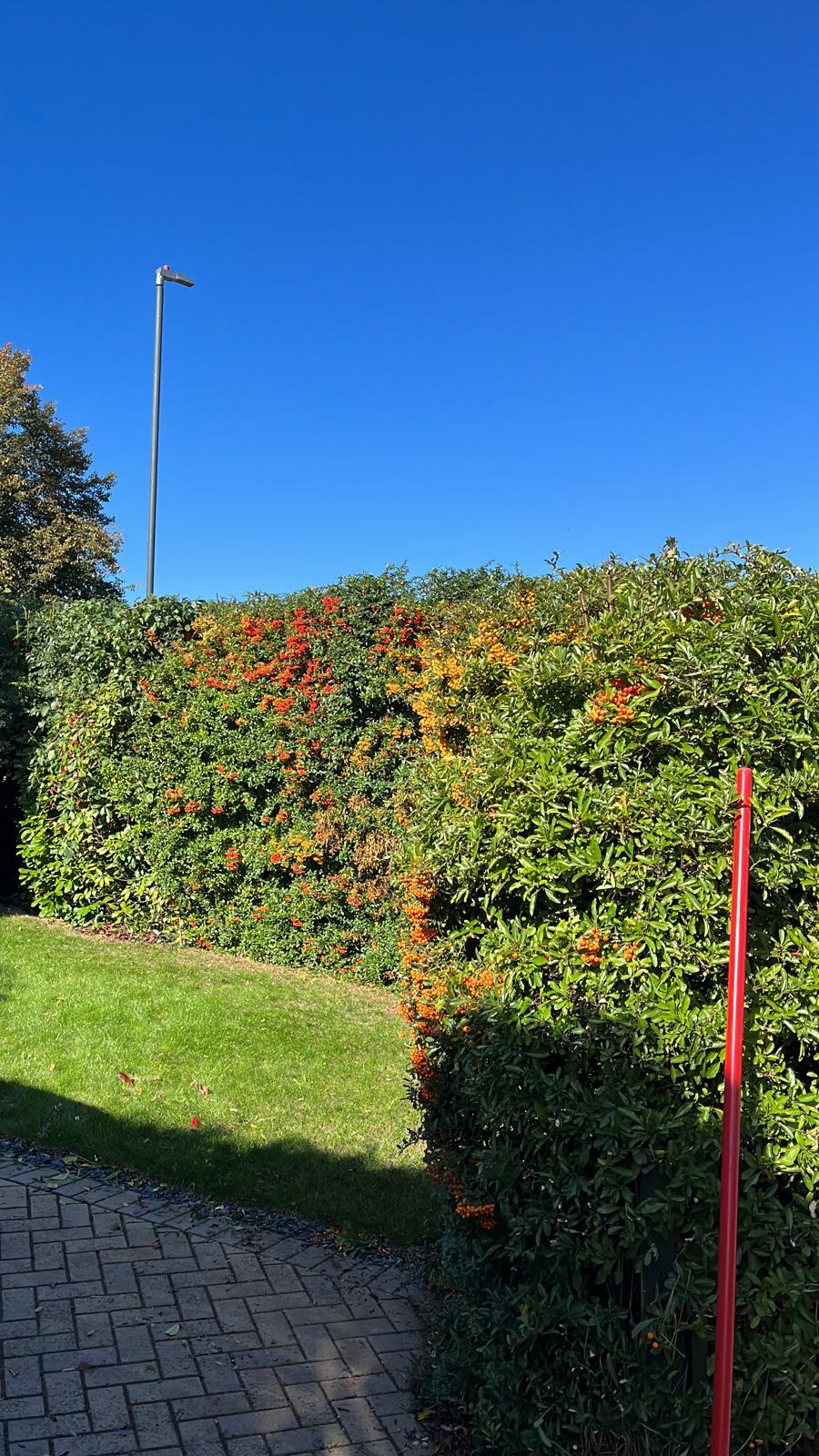 Garden maintenance work