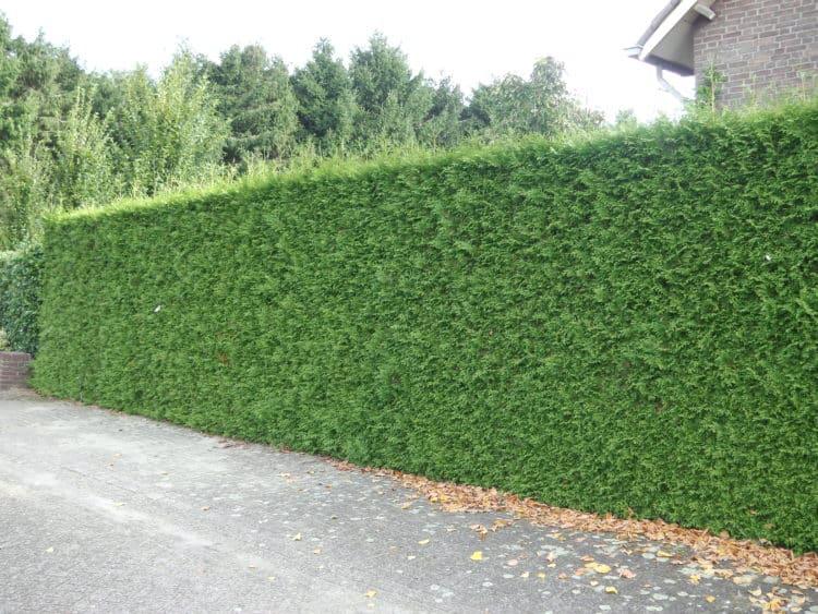 Garden maintenance work